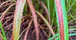 República Dominicana requiere especialistas para fortalecer la sanidad agropecuaria nacional