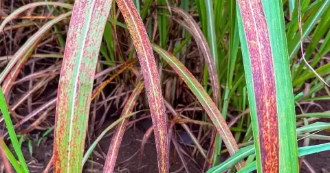 República Dominicana requiere especialistas para fortalecer la sanidad agropecuaria nacional