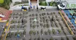 Autoridades desmantelan cultivos de marihuana en zonas montañosas de Azua